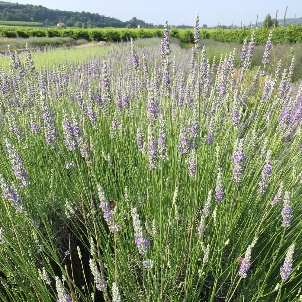Lavanda &quot;PROVENCE&quot;