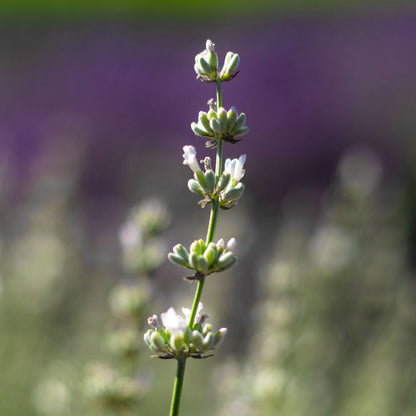 Lavanda &quot;ALBA&quot;