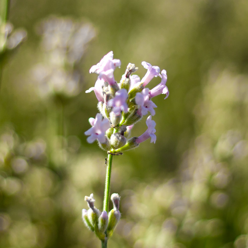 Lavanda &quot;LODDON PINK&quot;