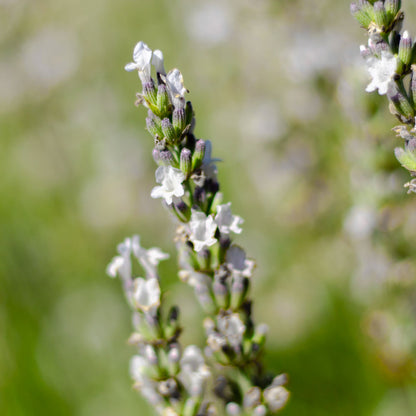 Lavanda &quot;EDELWEISS&quot;